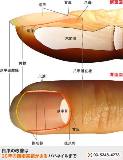 強く綺麗な爪を育てるネイルケア方法